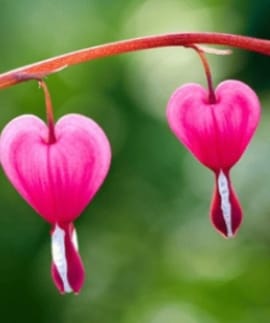 Bleeding_heart_image