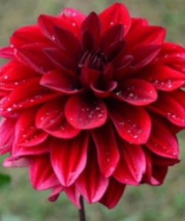 Dahlia_flower_image
