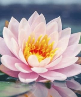 Lotus_flower_image
