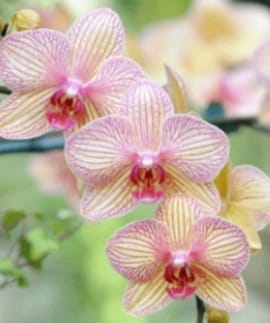 Orchid_flower_image