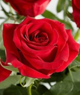 Rose_flower_image