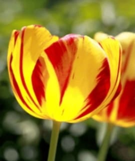 Tulip_flower_image